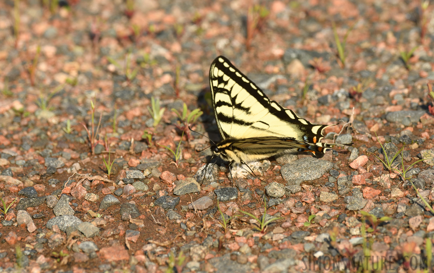 Papilio canadensis [400 mm, 1/640 Sek. bei f / 9.0, ISO 400]